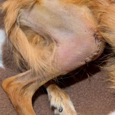 Bone reconstruction of patellar luxation in dog