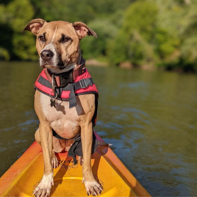 Josie recovered from her TPLO