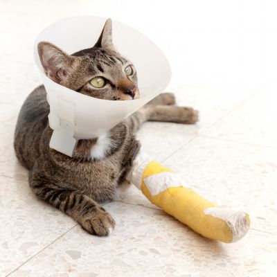 cat wearing an Elizabethan collar and Cat leg splint