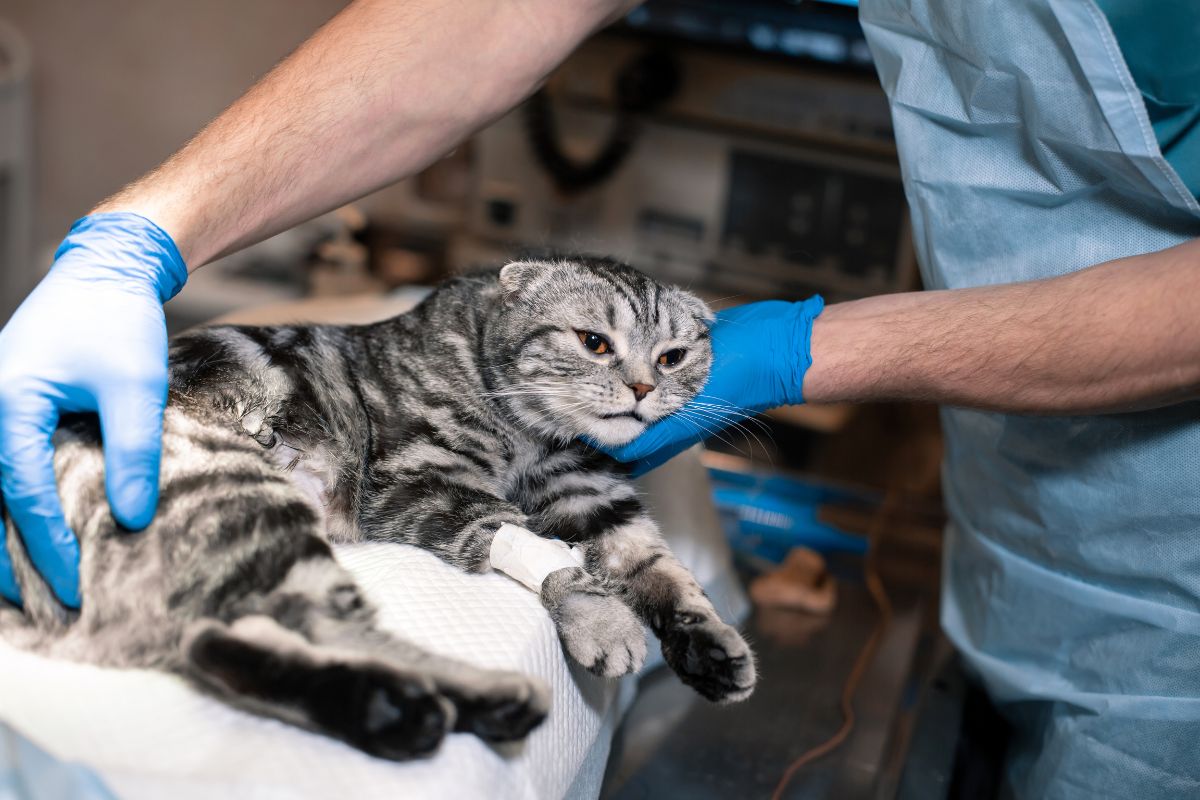 veterinarian examines a cat