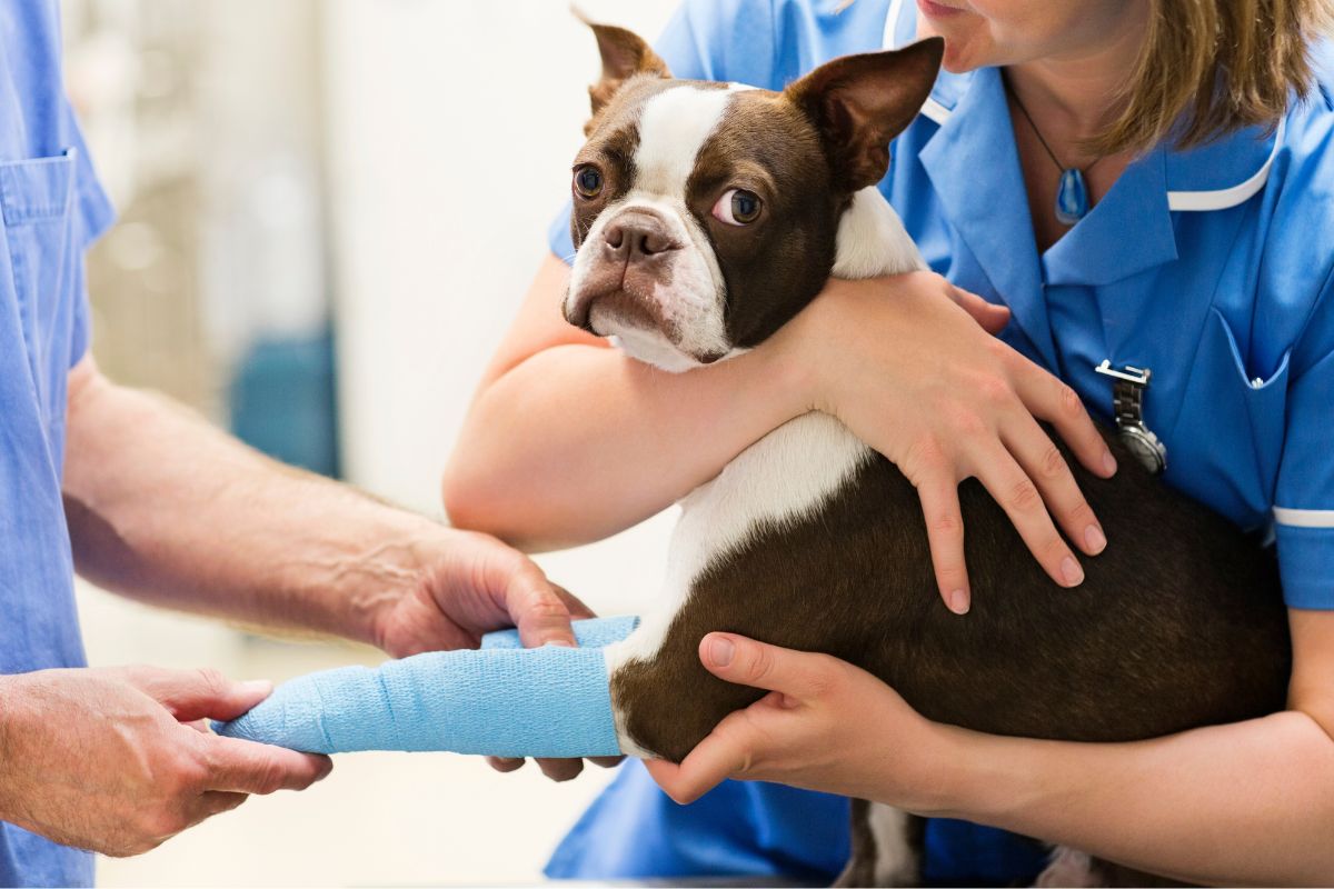 veterinarian gently holds a dog while another veterinarian wraps their leg with bandage