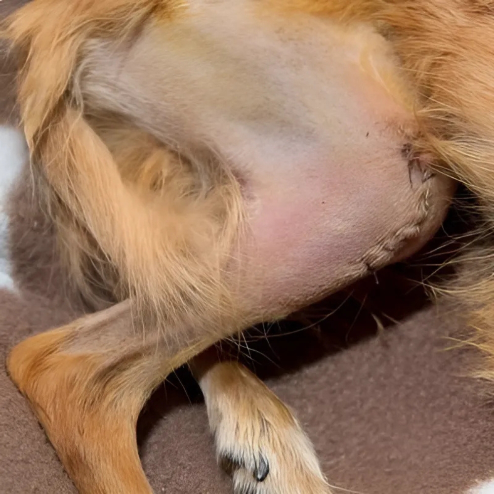 10 Bone reconstruction of patellar luxation in dog