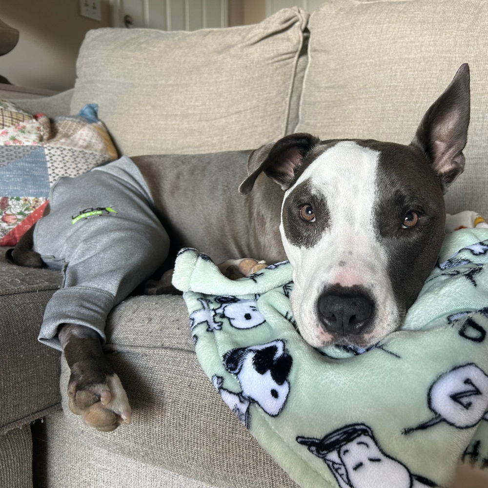 12 Minx_ Dr. Nunley just did a TPLO on her