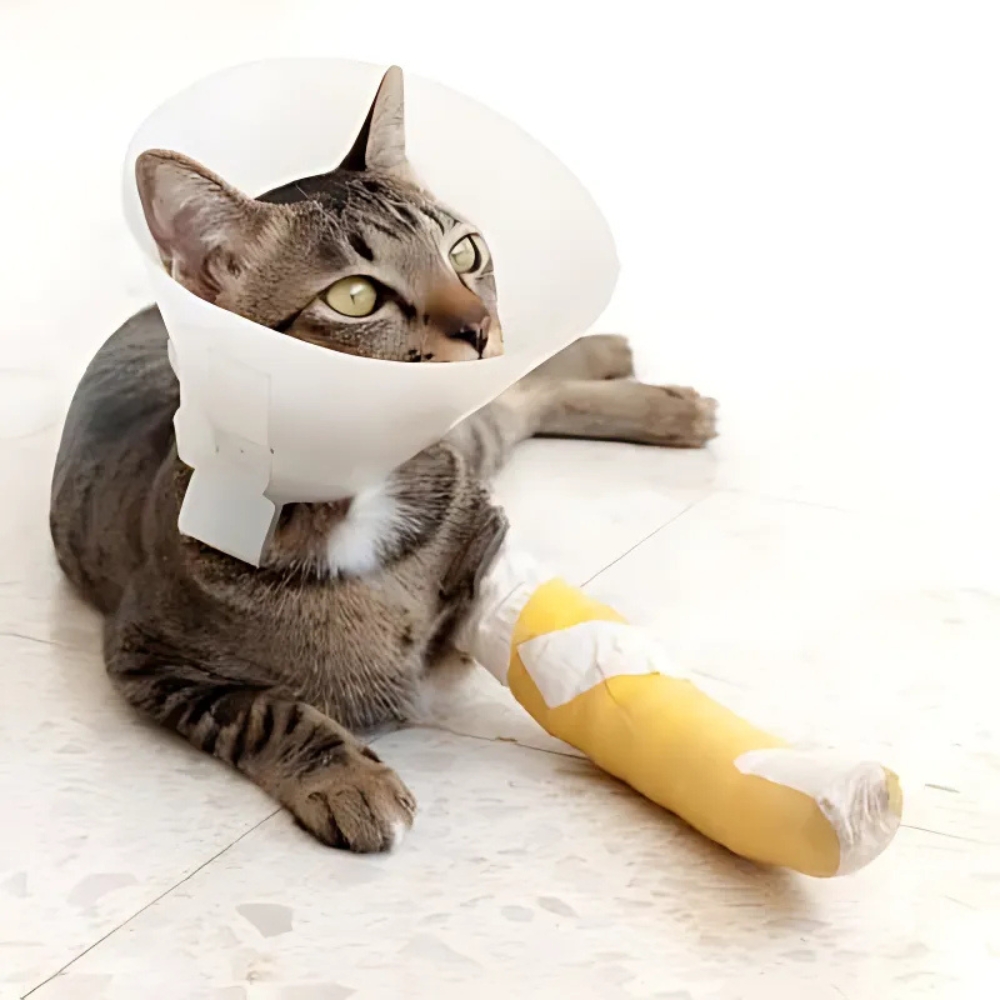 9 Cat wearing a collar and cat leg splint