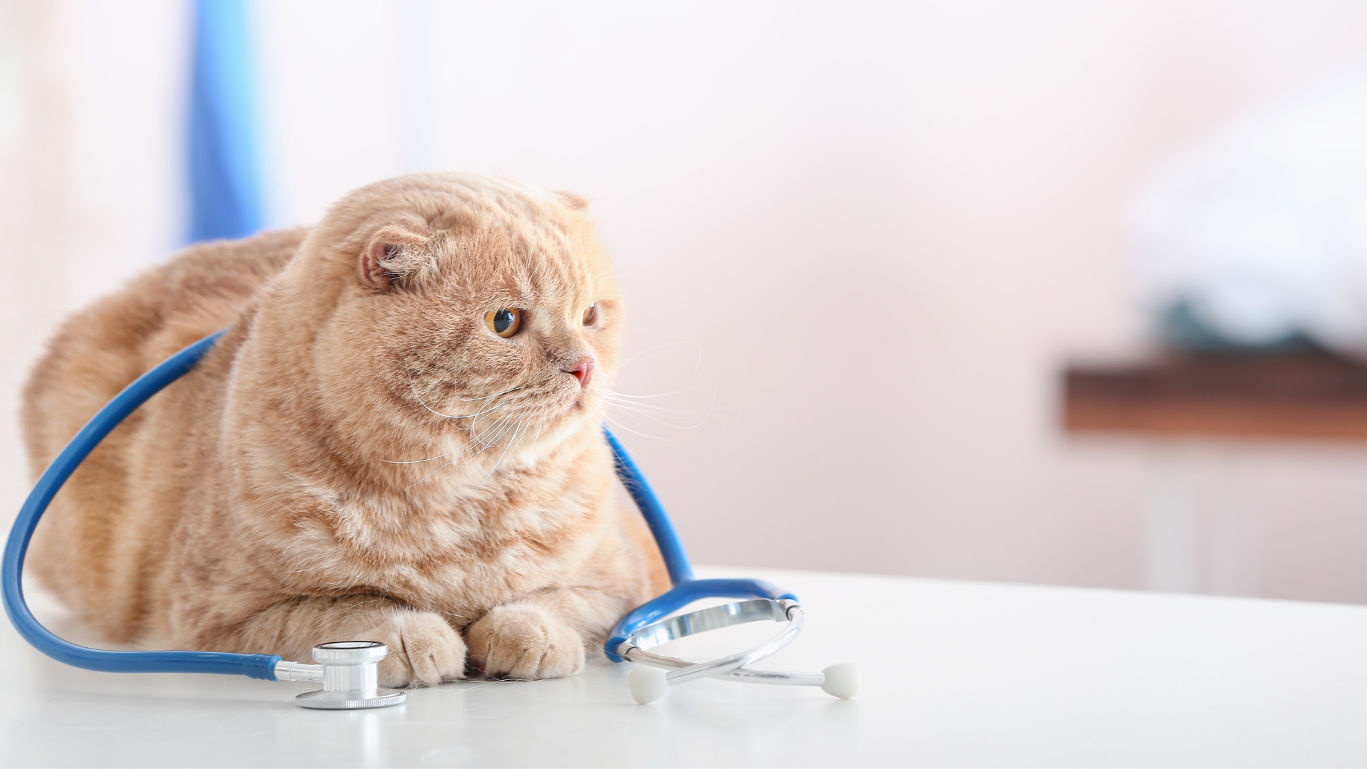 cat laying down with a stethoscope