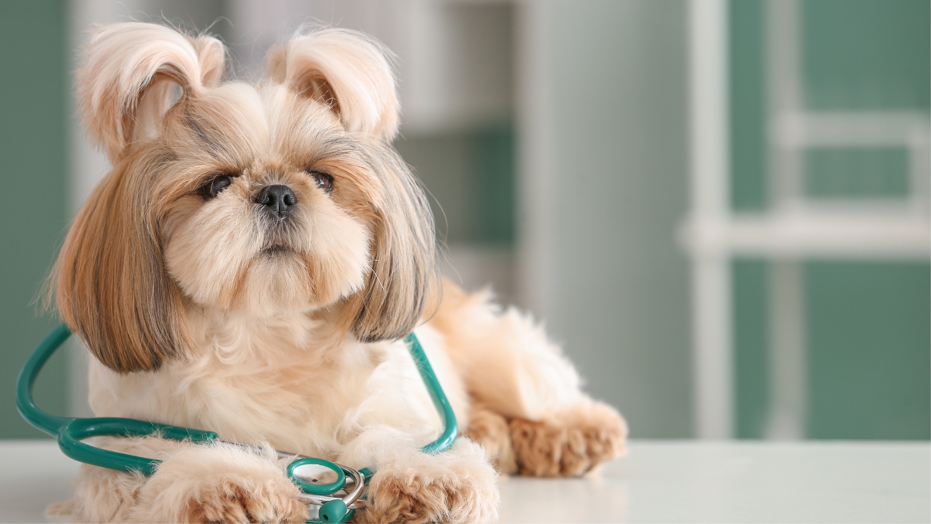 A dog with a stethoscope on a table in a vet's office.