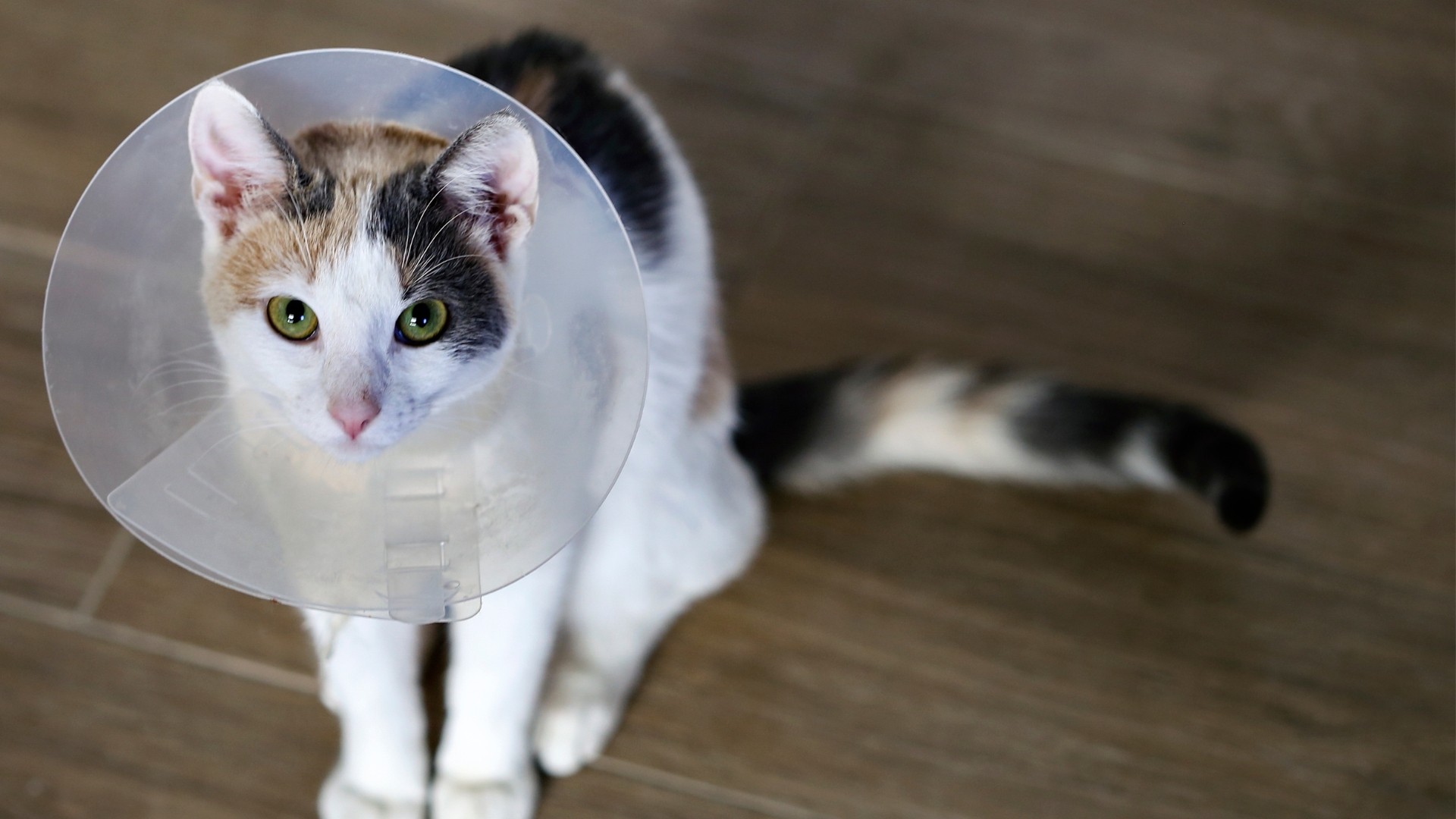 A cat with a cone collar on wooden flooring