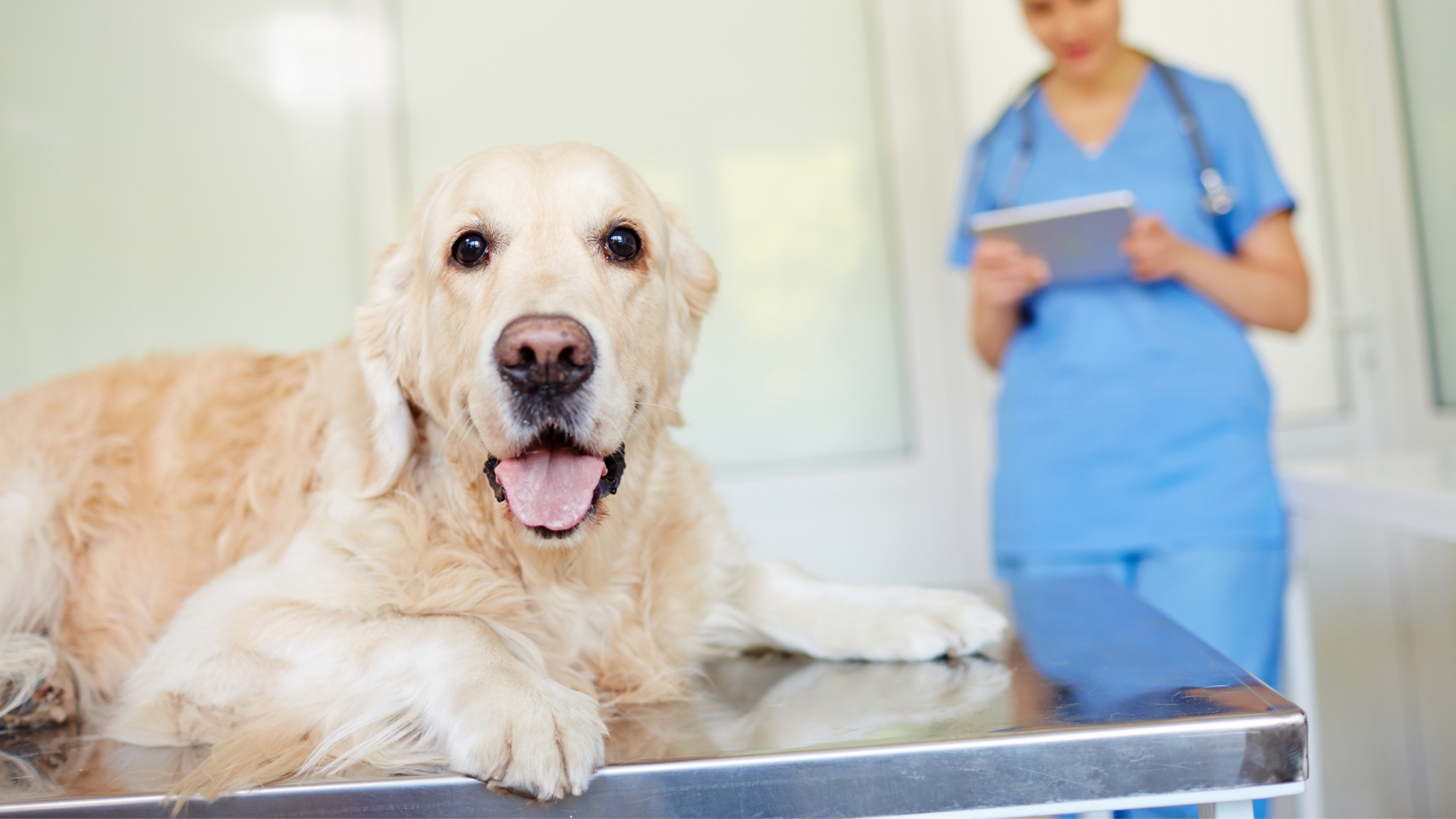 White dog is lying on a clinic table