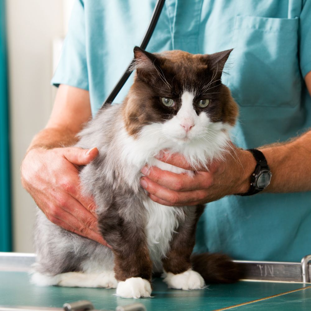 side img10 A vet in scrubs examines a fluffy, brown and white cat on a table.
