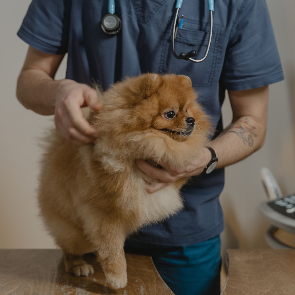 side img11 A vet in scrubs examining a dog.