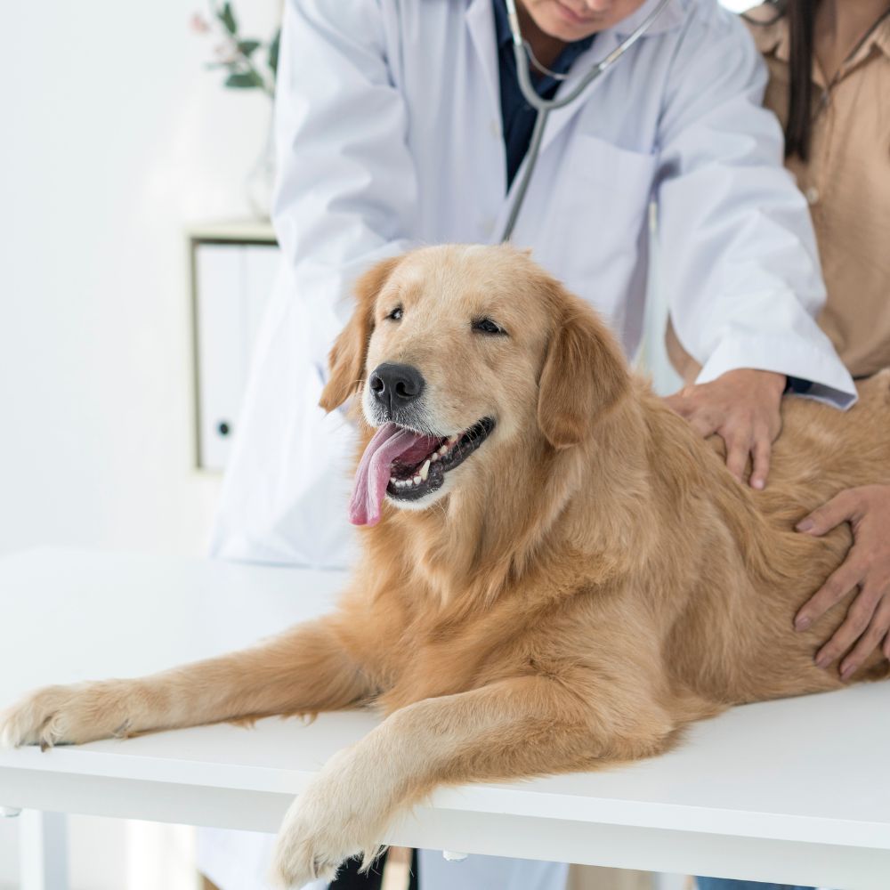 side img13 Golden Retriever on vet's table