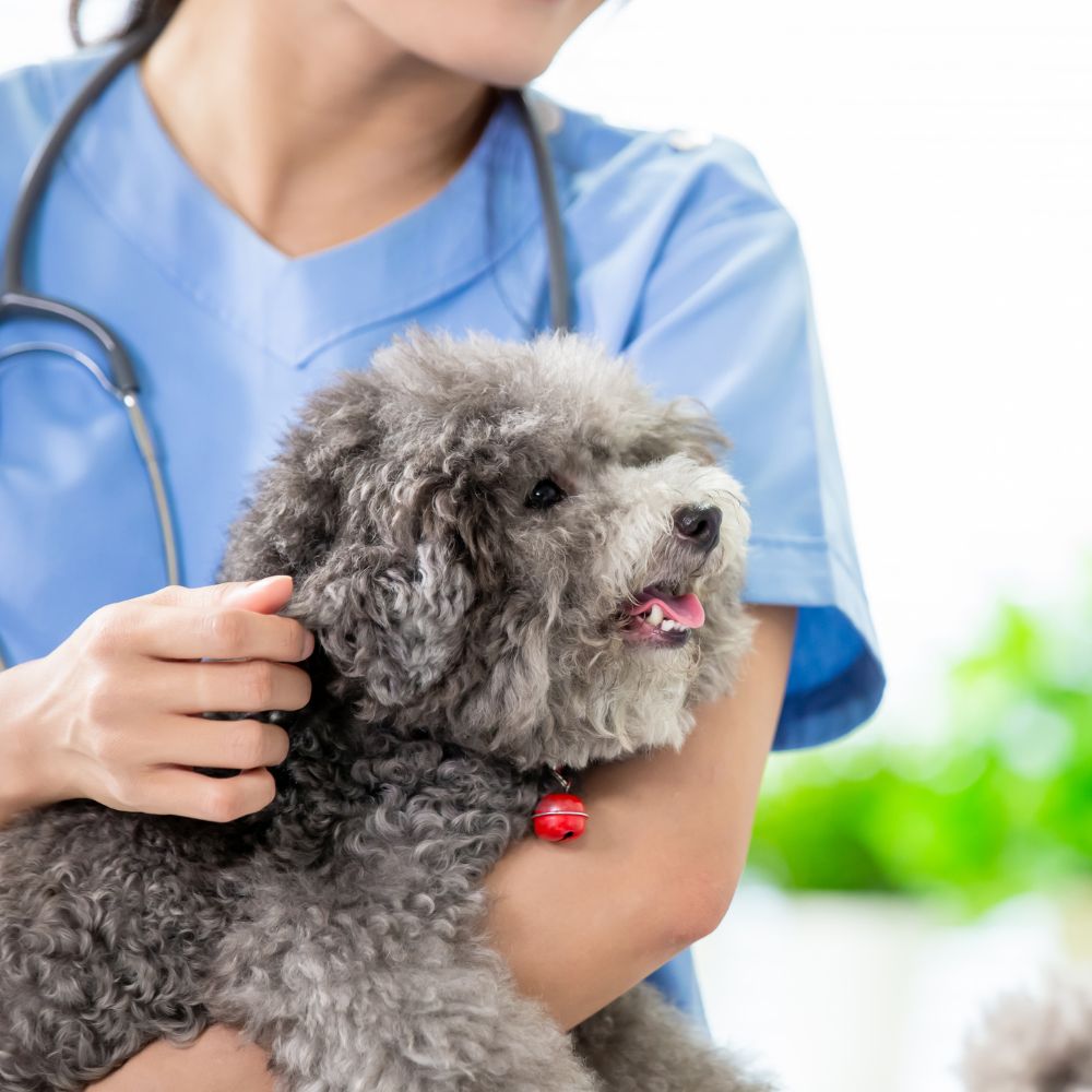 side img15 A vet is holding a happy gray poodle with a red collar.