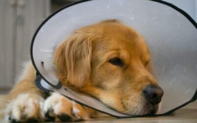 Your Pre-Op Checklist for Your Pet’s Surgery