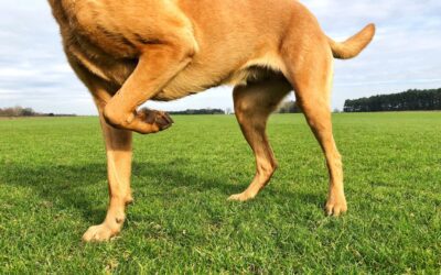 Why Dogs Don’t Develop Stifle (Knee) Arthritis Without an Underlying Problem — and What to Do About It